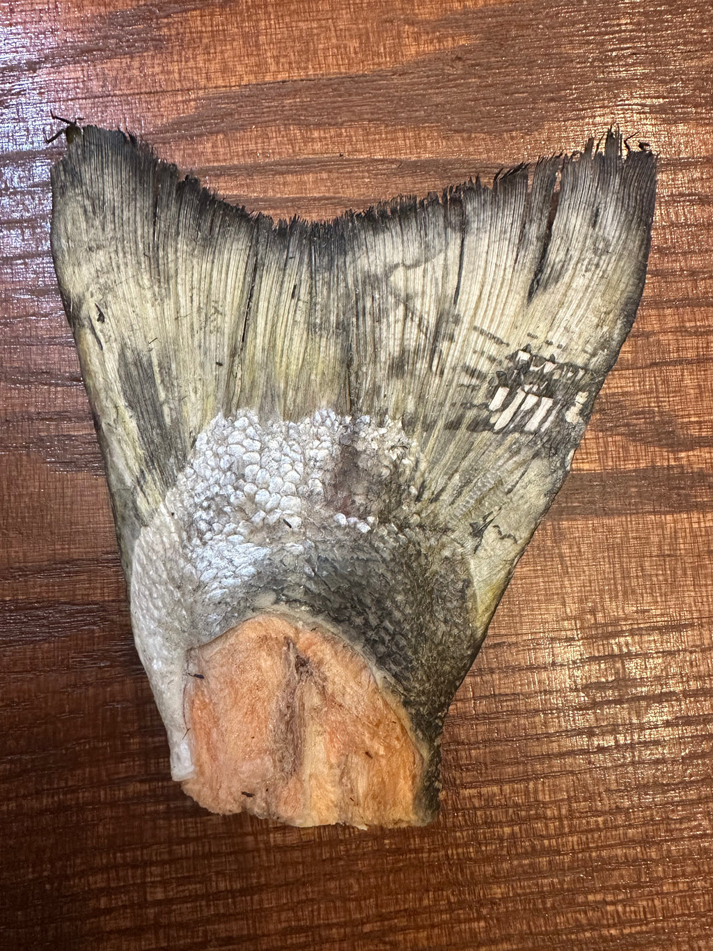 Freeze-Dried Salmon Tail Dog Treat