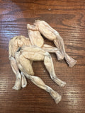 Freeze Dried Frog Legs