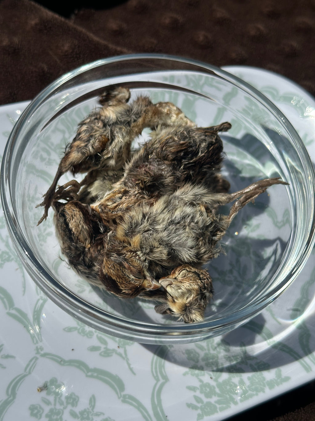 Quail Hatchling