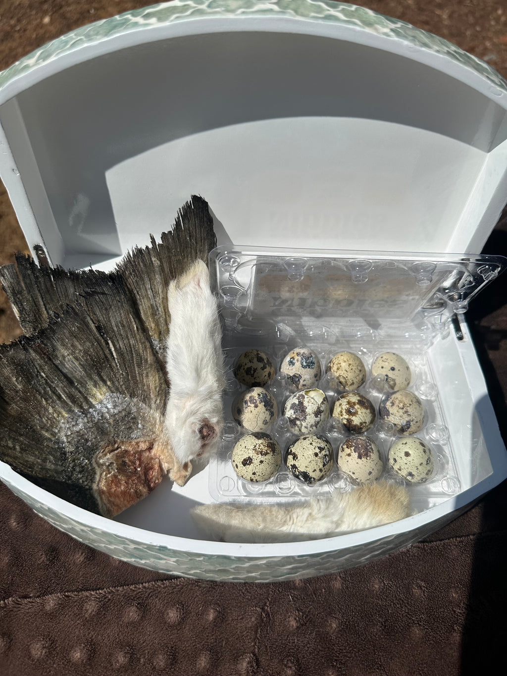 Quail Eggs